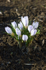 Crocus flowers in the garden early spring
