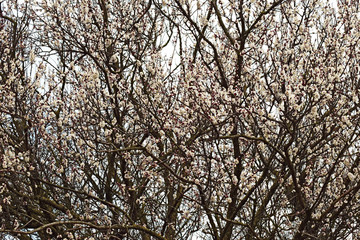 Blooming wild apricot in the garden