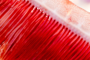 pike fish gills. super macro