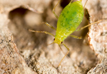 Green aphids on nature. super macro