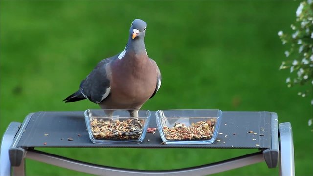 Taube Nahaufnahme pickt K&ouml;rnerfutter
