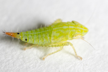 Green aphids on nature. super macro
