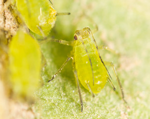 Extreme magnification - Green aphids on a plant