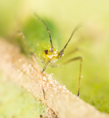 Extreme magnification - Green aphids on a plant