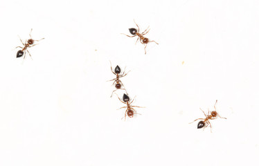 ants on a white wall
