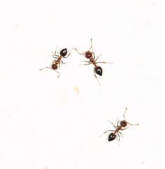 ants on a white wall