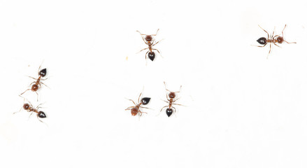 ants on a white wall