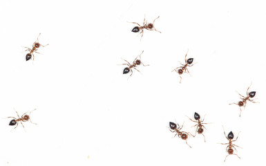 ants on a white wall