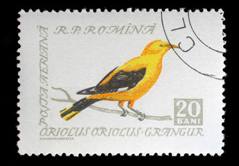 Stamp printed by Romania, shows Golden Oriole (Oriolus oriolus),  circa 1962