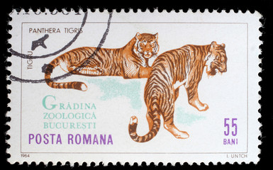Stamp printed by Romania, shows tiger, circa 1964.