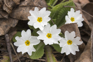 Obraz premium primula spring flower primrose