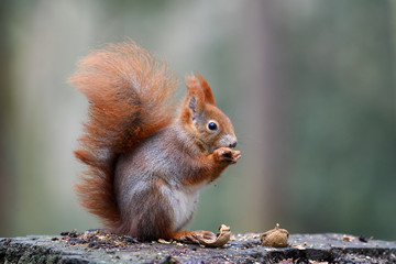 Squirrel snack on the stump