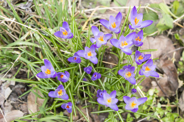 Crocus spring flower primrose