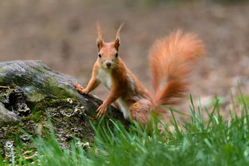 A squirrel propped up on the stump