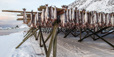 Producing stockfish from cod, Lofoten islands