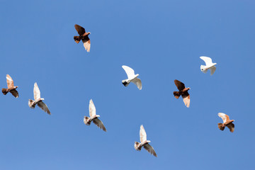 flock of pigeons on blue sky