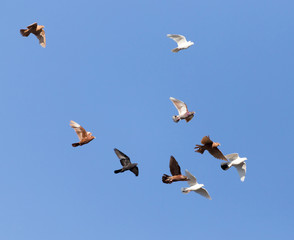 flock of pigeons on blue sky