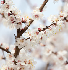 Obraz premium apricot flowers on a tree in nature