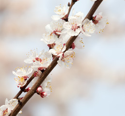 apricot flowers on a tree in nature
