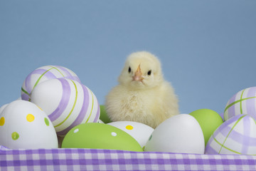 Chick on eggs