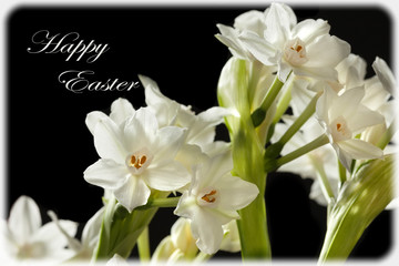 Fototapeta na wymiar Ziva Paperwhites Flowers Happy Easter Greeting Card