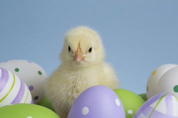 Chick on eggs