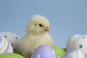 Chick on eggs