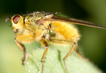 It flies in the grass on the nature. macro