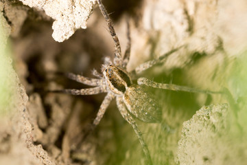 spider on the ground outdoors. macro