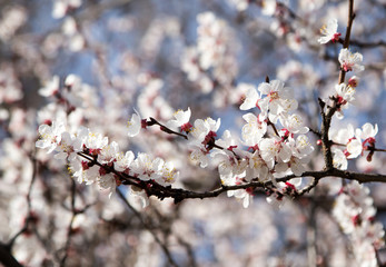 flowers on the tree in nature