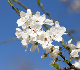 flowers on the tree against the blue sky