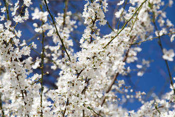 flowers on the tree against the blue sky
