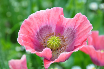 Mohnblumen im Mohnblumenfeld