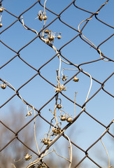 dry climber on a metal fence on a background of blue sky