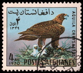 Fototapeta na wymiar Stamp printed in the Afghanistan shows Golden Eagle (Aquila chrysaetos), circa 1970