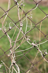 Fototapeta na wymiar dry climber on a metal fence as a backdrop