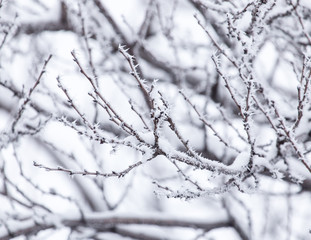 Fototapeta na wymiar Snow on the tree in nature