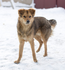 dog portrait outdoors in winter