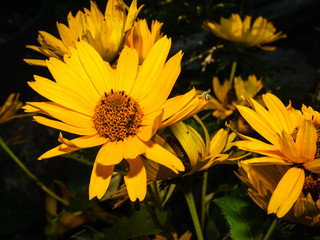 Yellow daisy