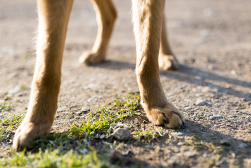 Dog paws on the nature