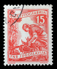 Stamp printed in Yugoslavia shows woman to harvest sunflowers, domestic economy series, circa 1952