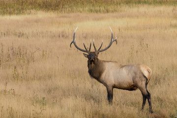 Bull Elk 