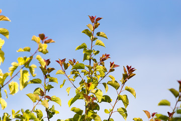 leaves on a tree against the blue sky