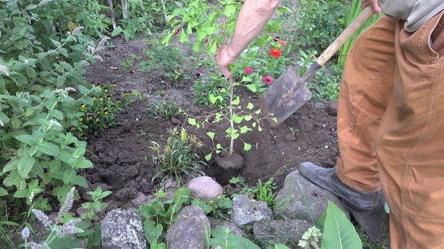 Farmer man dig up ginkgo biloba tree seedling with spade in backyard. Static closeup shot.
