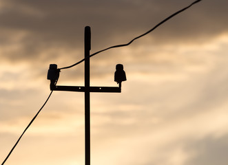 electric pole at sunrise sun