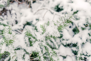 Pine fir twig in the snow