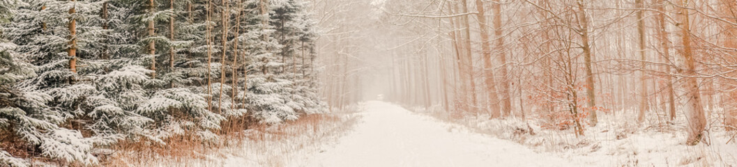 Winter mist in the forest