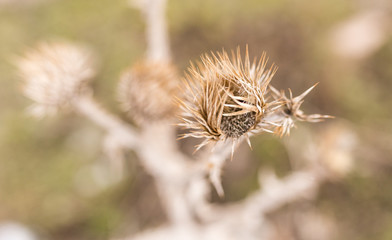 Dry grass in the winter in the snow. Dried vegetation. Winter landscape. Frozenned grass. Selective focus