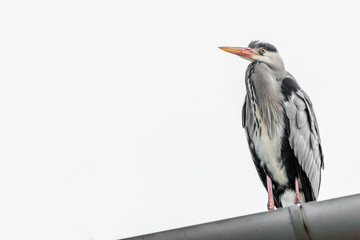 Grey heron on a rooftop