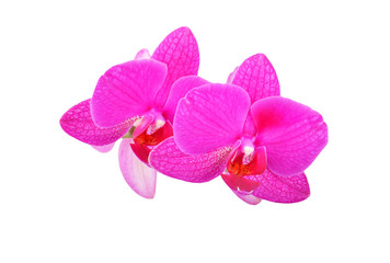 Plakat Pink orchid flower